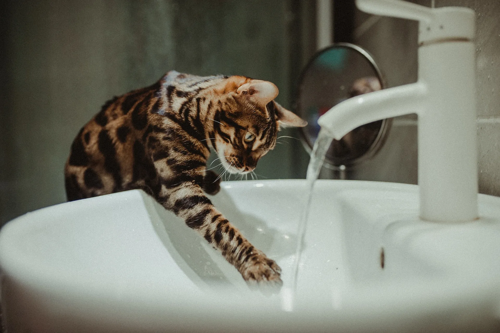 Cat Playing with Tap Water